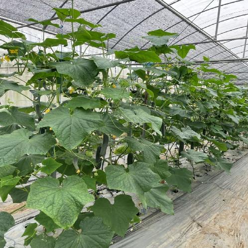 JADE F1 | Cucumber,American slice,Cucumber seed